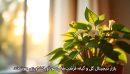 بازار دیجیتال گل و گیاه؛ فرصت‌های سودآور کشاورزی هوشمند