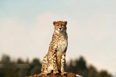 حفاظت از یوز یعنی حفاظت از فلات مرکزی ایران