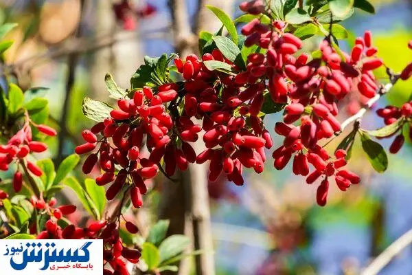 بورس زرشک و عناب راه اندازی می شود بورس زرشک و عناب راه اندازی می شود