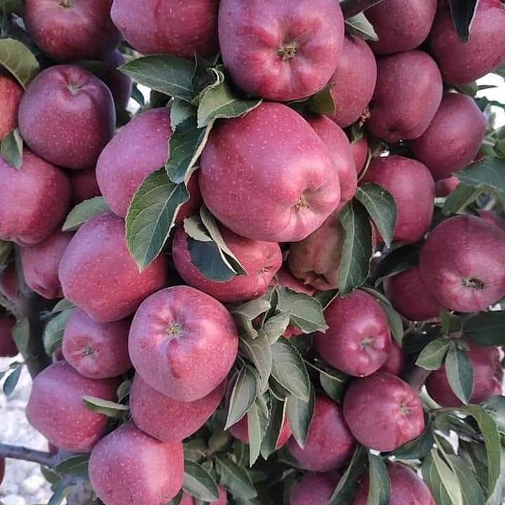 خرید نهال سیب