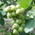 تمدید تخفیف 50% آخر فصل،در نهالستان شاهسون؛ خرید نهال گردو 55 هزارتومان و نهال بادام 25 هزارتومان!نهال میوه زردآلو، شلیل، هلو و... 24 هزارتومان!