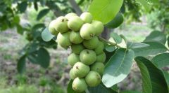 تمدید تخفیف 50% آخر فصل،در نهالستان شاهسون؛ خرید نهال گردو 55 هزارتومان و نهال بادام 25 هزارتومان!نهال میوه زردآلو، شلیل، هلو و… 24 هزارتومان!