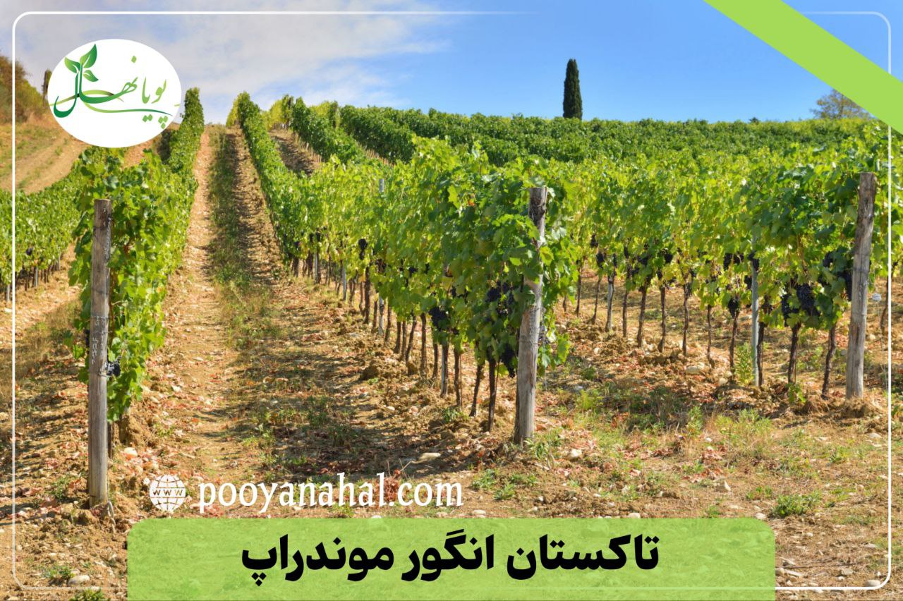 تاکستان انگور موندراپ