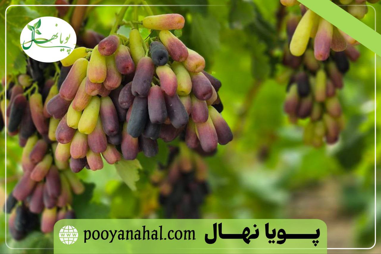 باردهی انگور موندراپ