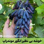 مدیریت آفات کلیدی در تاکستان انگور موندراپ