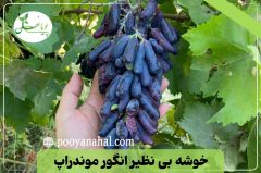 مدیریت آفات کلیدی در تاکستان انگور موندراپ