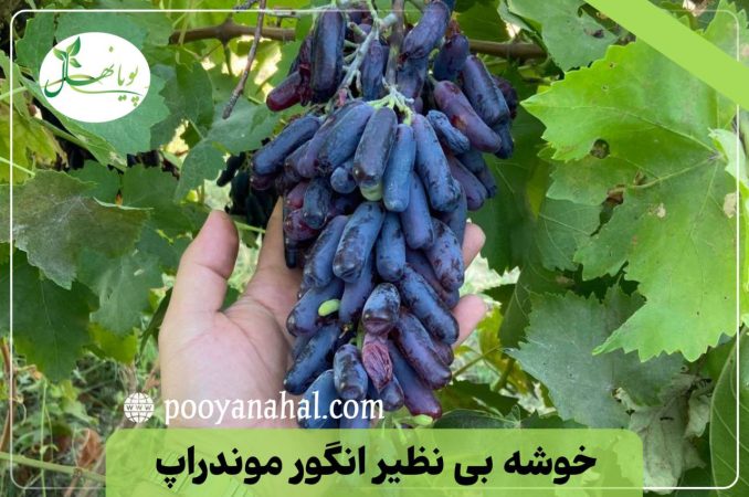 مدیریت آفات کلیدی در تاکستان انگور موندراپ