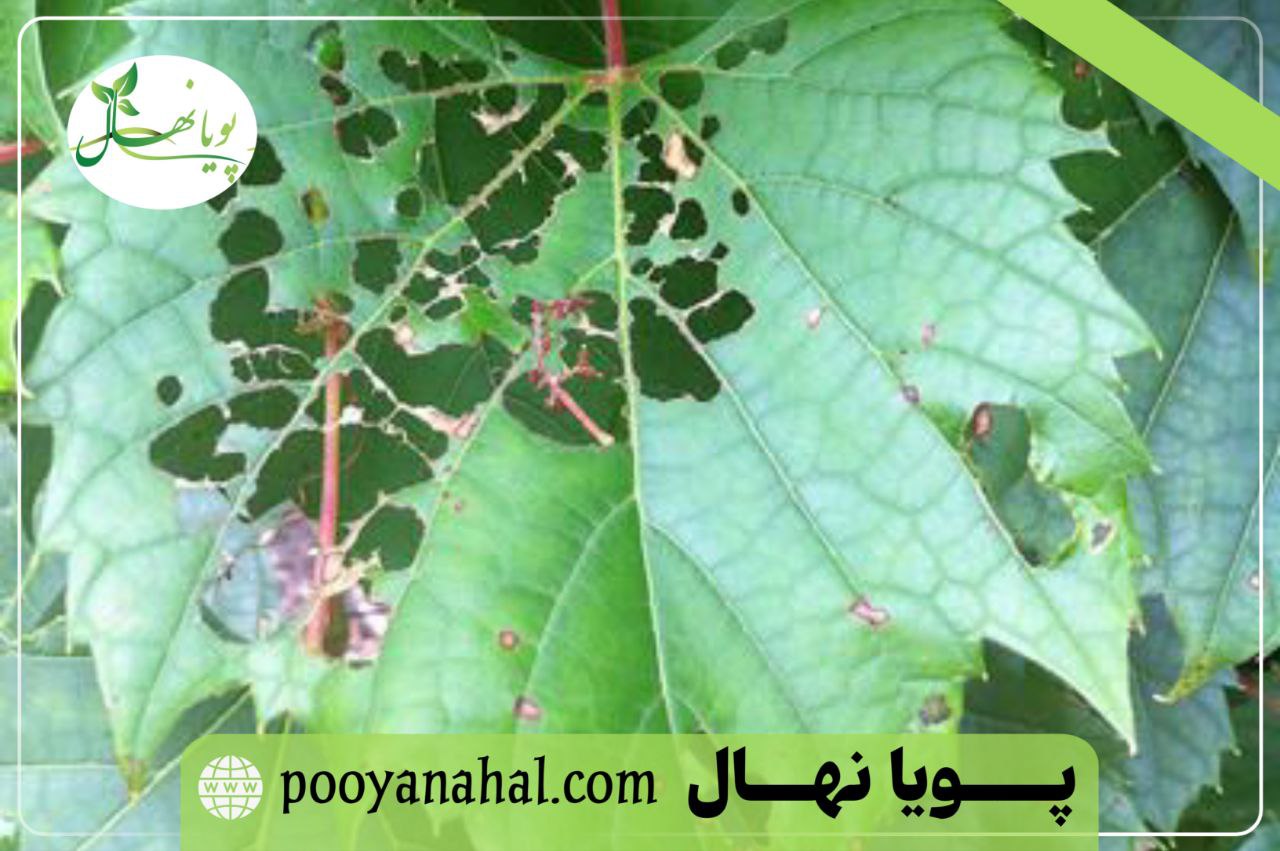 آفات تاک انگور موندراپ
