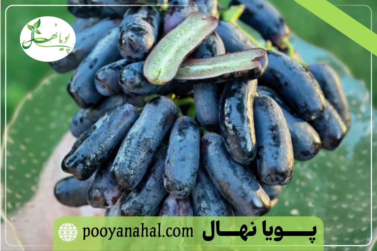 بی هسته بدون حبه انگور موندراپ
