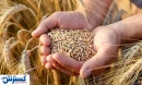 تاخیر در پرداخت گندمکاران؛ دولت خبر خوش می‌دهد!