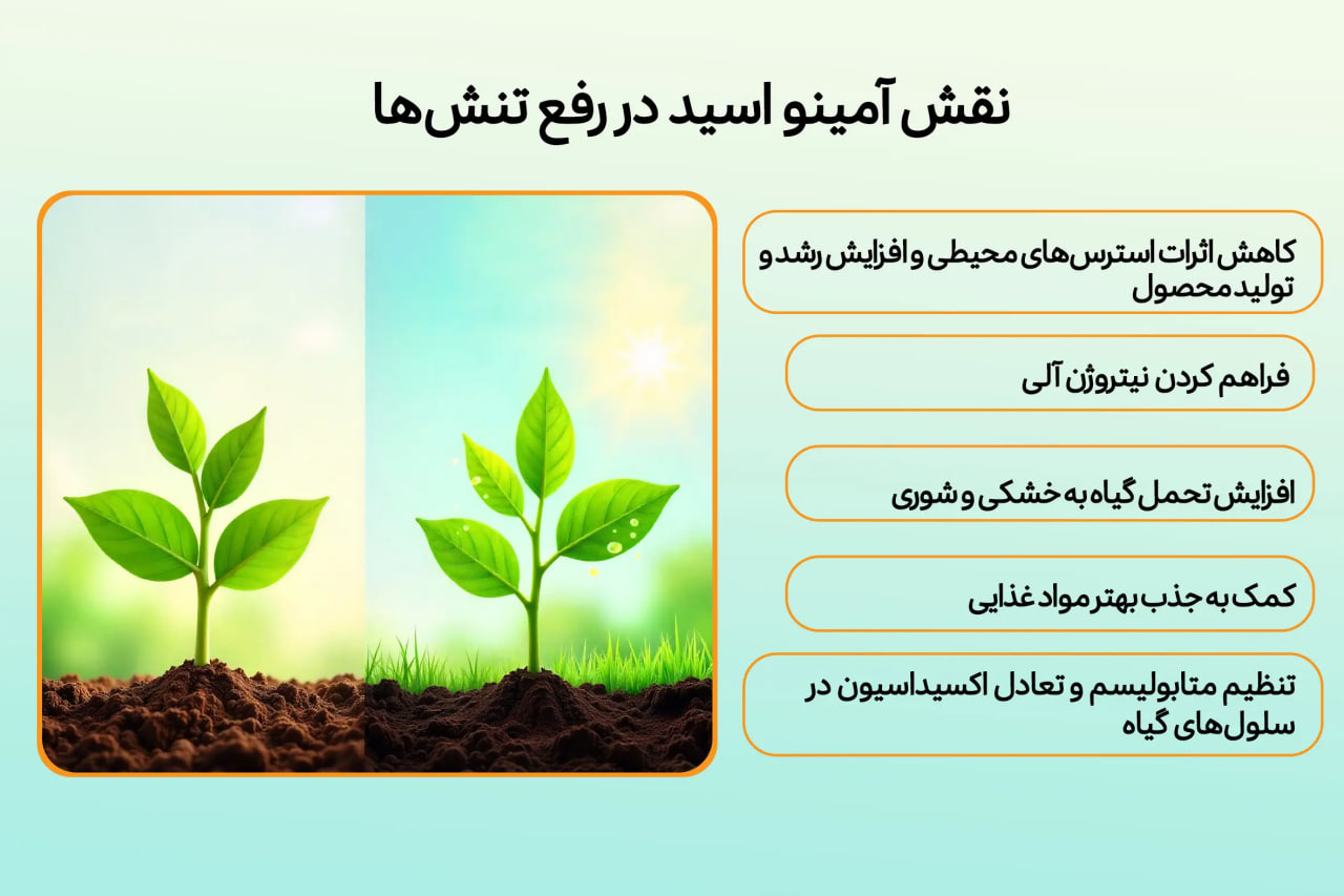 نقش آمینو اسید در رفع تنش ها