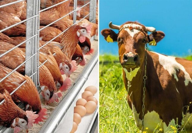 100 درصد سهمیه ذرت و جو و 50 درصد سهمیه سویا آذر توزیع شد