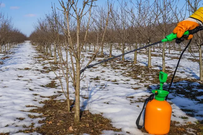 مراقبت از درختان بعد از هرس در فصل زمستان سم پاشی در زمستان