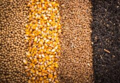 آغاز تخلیه و بارگیری نهاده های دامی تحت کلید دولت