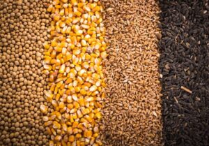 آغاز تخلیه و بارگیری نهاده های دامی تحت کلید دولت