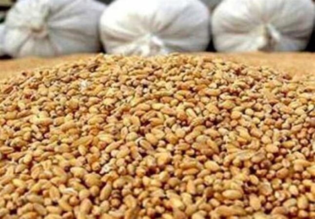 آغاز توزیع نهاده مرغداران گوشتی با قیمت مصوب/ مهلت ثبت نام تا 18 آذر