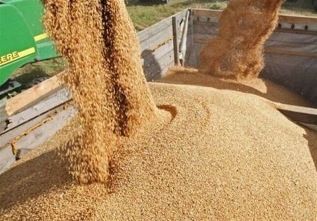 اختصاصی/ قیمت خرید تضمینی جو و ذرت 23 هزار تومان تعیین شد