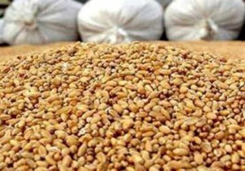 ادعای تعطیلی 75 درصد کارخانجات خوراک دام به دلیل نبود نهاده