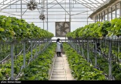 افزایش گلخانه‌های استان اردبیل تا 600 هکتار