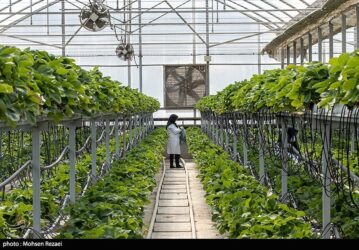 افزایش گلخانه‌های استان اردبیل تا 600 هکتار