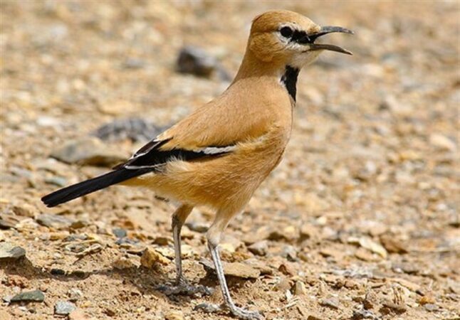 جواهر نادر کویر در دل زمستان توران ظاهر شد