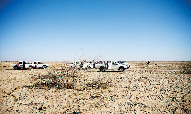 حیات به جازموریان باز می گردد؟