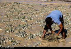 خسارت 4.5 همتی سیل به کشاورزی جنوب کرمان‌