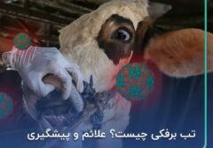 خسارت تب برفکی دامدارانی که بیمه باشند پرداخت می‌شود