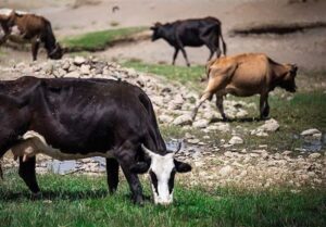 رونق اقتصادی در سوادکوه شمالی بر پایه تولید دامی و زراعی