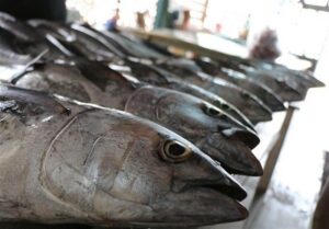 رکورد جدید صید ایران در آب‌های فرامرزی ثبت شد