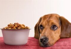 قاچاق 100 میلیاردی خوراک حیوانات خانگی در کردستان