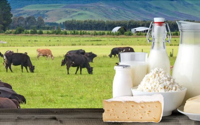 لبنیات دوباره گران شد