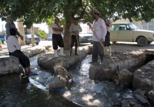 «نجات آب» ــ 43 | قانون‌گذاری برای توقف کشت‌های غیراقتصادی در بحران آبی