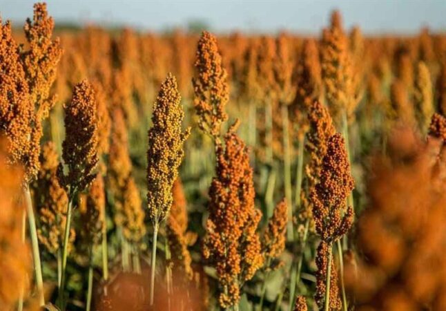 «نجات آب» ــ 48 | ترویج کشت‌های نوین مقاوم به خشکی؛ مانند سورگوم