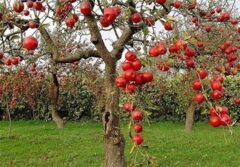 «نجات آب» ــ 50 | مزایای مزرعه‌ها و باغ‌های چندکِِشتی و تنوع‌ در مزرعه
