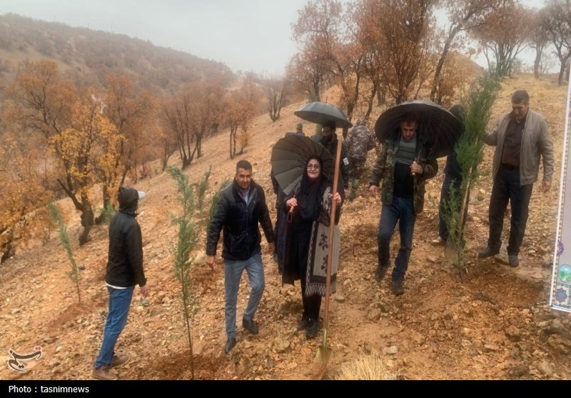 نهالکاری در سایه مادر در یاسوج برگزار شد؛ تولید 800 هزار اصله نهال+تصاویر اخبار استان کهگیلویه و بویراحمد , سازمان منابع طبیعی ,
