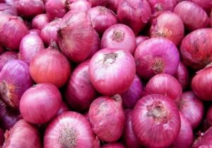 هسته‌ای در کشاورزی ــ 60| بیماری سفیدک پیاز، با فناوری هسته‌ای قابل کنترل است