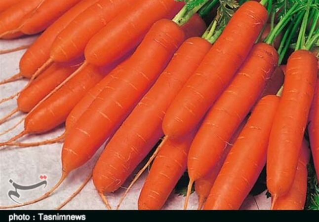 هسته‌ای در کشاورزی ــ 62| اثر فناوری هسته‌ای در بهبود کیفیت «هویج»