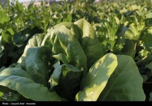 هسته‌ای در کشاورزی ــ 63| افزایش دوام سبزیجات با فناوری هسته‌ای