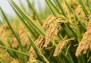 هسته‌ای در کشاورزی ــ 66 | «برنج‌های معطر» با فناوری هسته‌ای