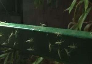 هسته‌ای در کشاورزی ــ 68 | کاربرد فناوری هسته‌ای در کنترل کنه و سفیدبالک گلخانه‌ای