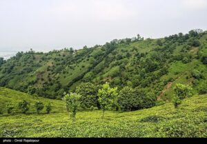 هیات مدیره جدید اتحادیه چای کشور انتخاب شدند