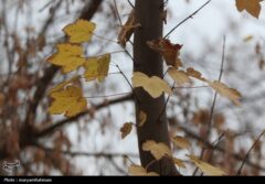 ورود سامانه بارشی جدید به اصفهان؛ افزایش غلظت آلاینده‌ها از سه‌شنبه