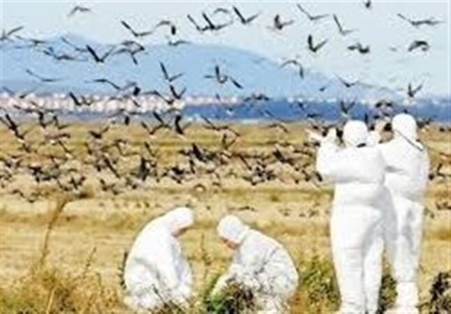 وضعیت سفید اردبیل در شیوع آنفلوانزای فوق حاد پرندگان