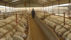 ۴.۸ میلیون تن کالای اساسی آماده ترخیص در بنادر کشور