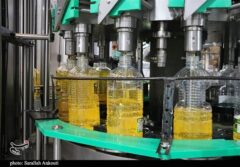 آغاز توزیع گسترده روغن در بازار از فردا