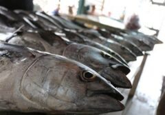 فعالیت 8 هزار شناور برای صید تون‌ماهیان در کشور