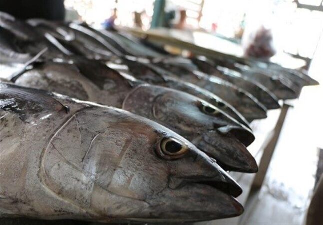 فعالیت 8 هزار شناور برای صید تون‌ماهیان در کشور