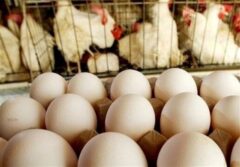 قیمت مرغ و تخم‌مرغ در خراسان جنوبی 8 درصد کمتر از میانگین کشوری است
