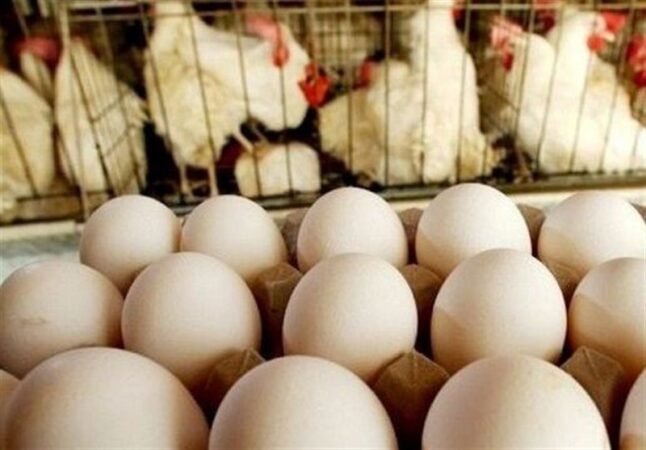 قیمت مرغ و تخم‌مرغ در خراسان جنوبی 8 درصد کمتر از میانگین کشوری است
